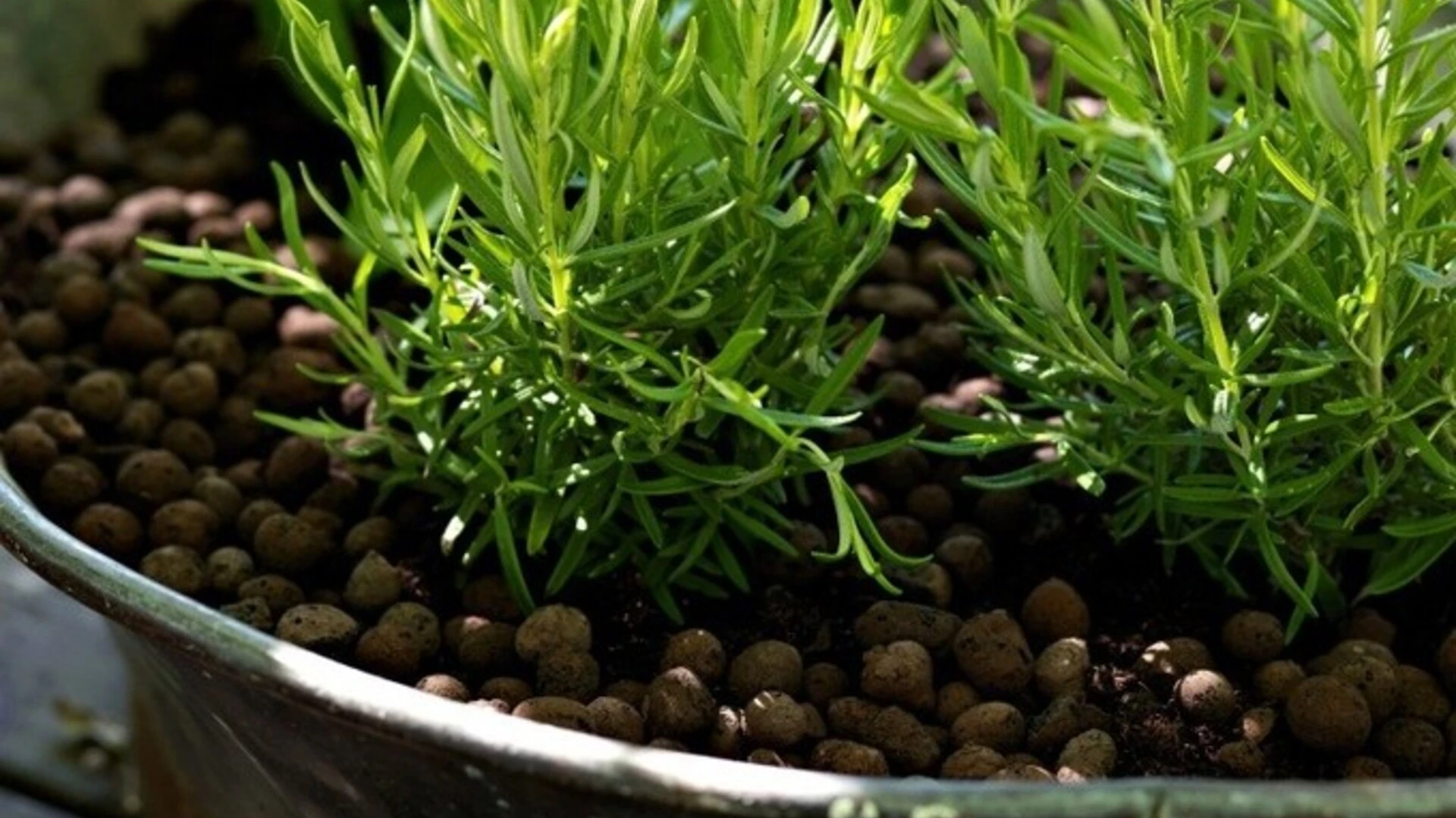 Leca kergkruus
